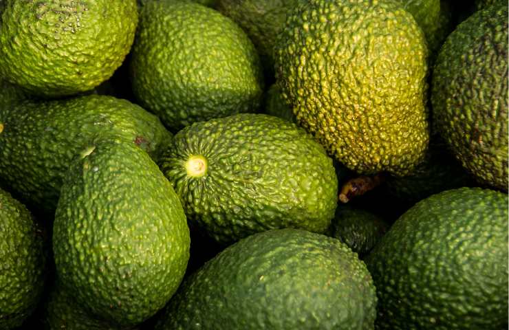 Avocado