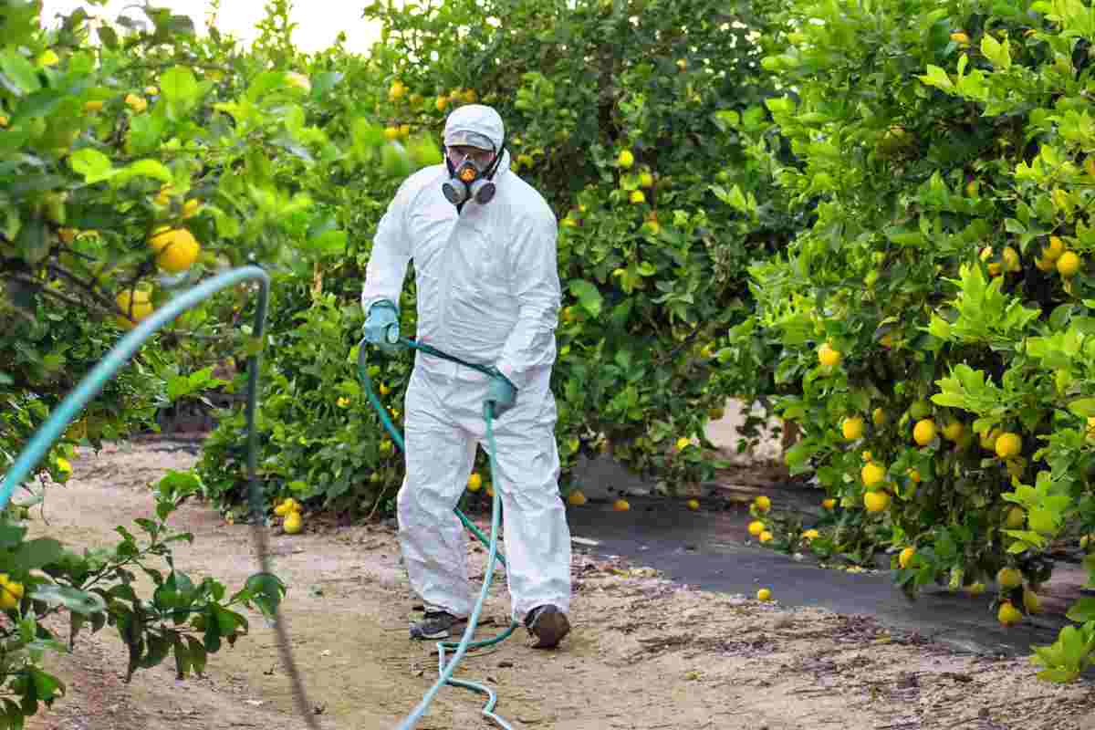 Uomo che spruzza pesticidi sulla frutta