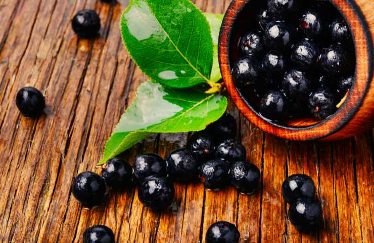 aronia