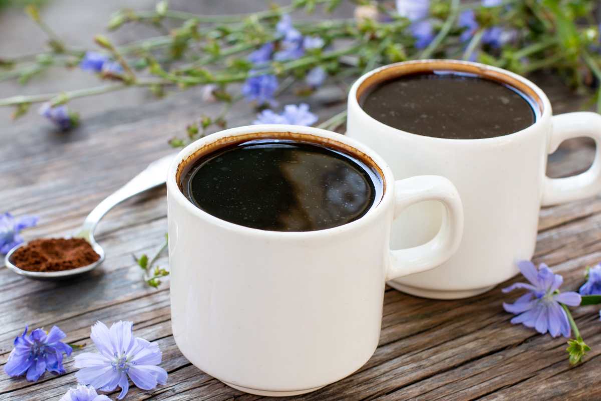 caffè di cicoria