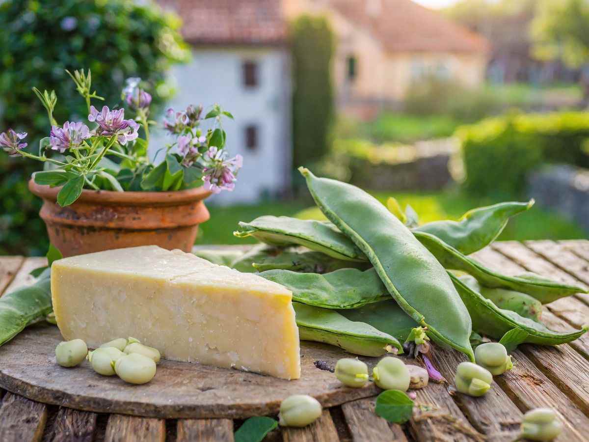 fave fresche e pecorino