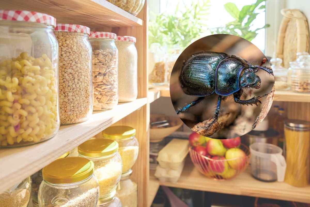 dispensa con pasta e altro e un insetto nel cerchietto