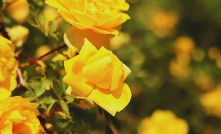 delle rose gialle