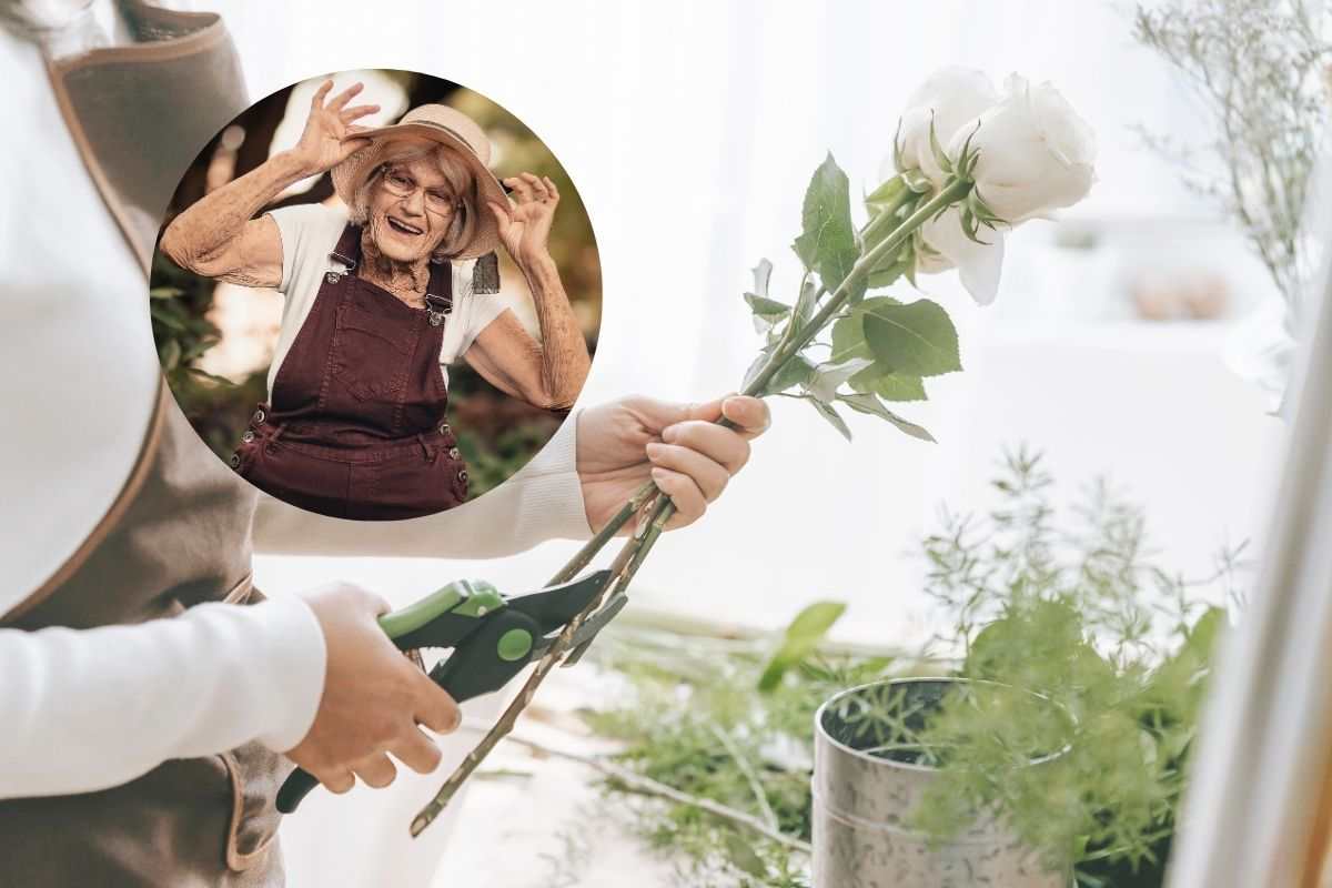 taglia una rosa e un'anziana nel cerchietto