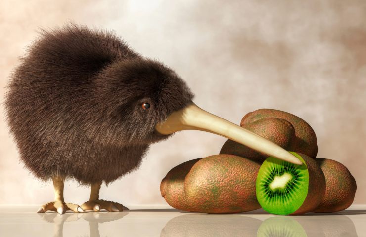 Un kiwi uccello e dei frutti di kiwi