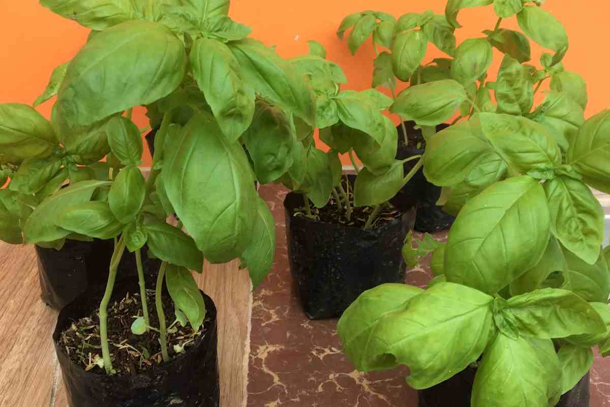 Basilico piante