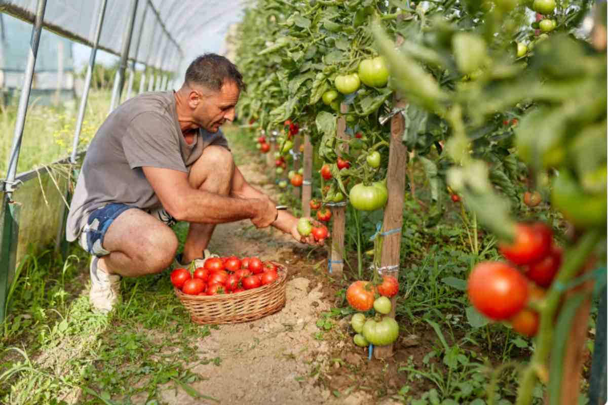 Uomo che raccoglie i pomodori nell'orto