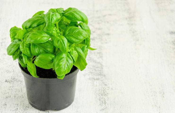 Pianta di basilico