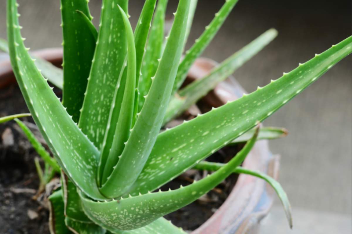 Pianta di Aloe Vera