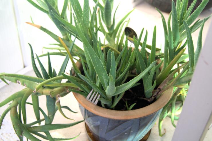 Pianta di Aloe Vera in un vaso