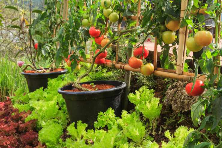 Pomodori e lattuga nell'orto 