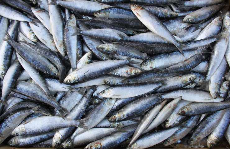 Delle sardine fresche in pescheria
