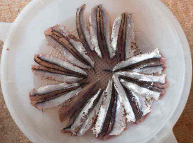 alici