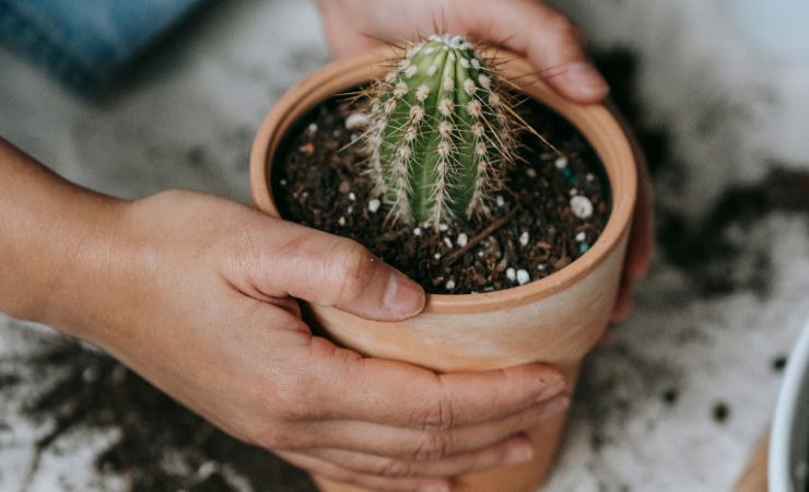 cactus in vaso
