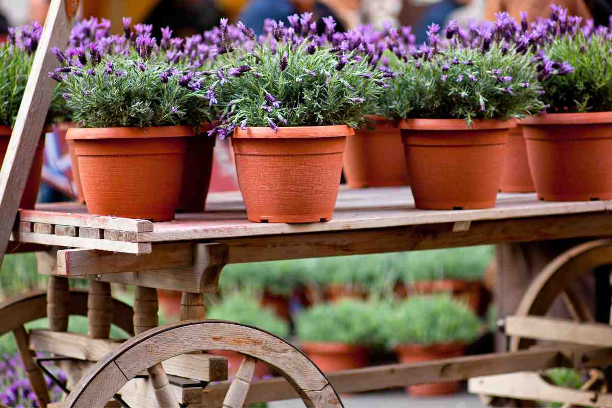 vasi di lavanda