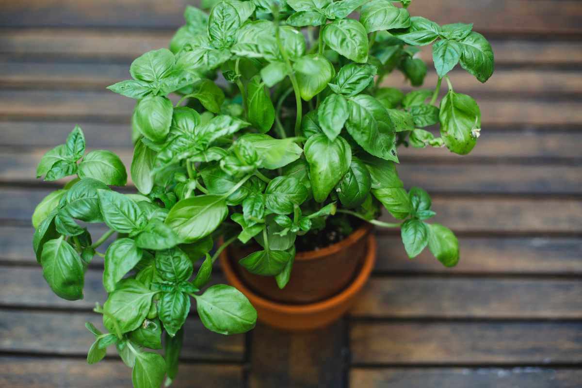 pianta di basilico in vaso
