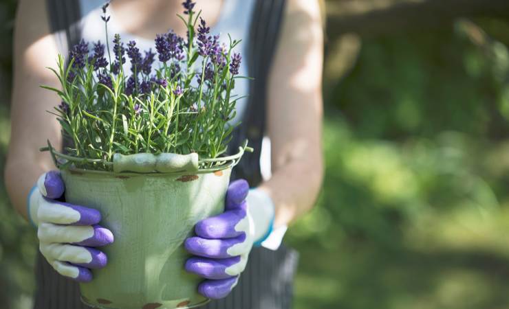 persona che tiene vaso di lavanda