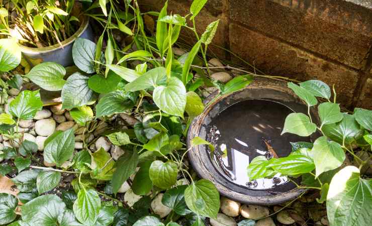 vaso con acqua stagnante