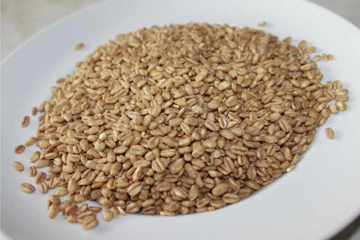 farro