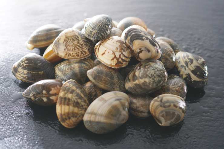 vongole