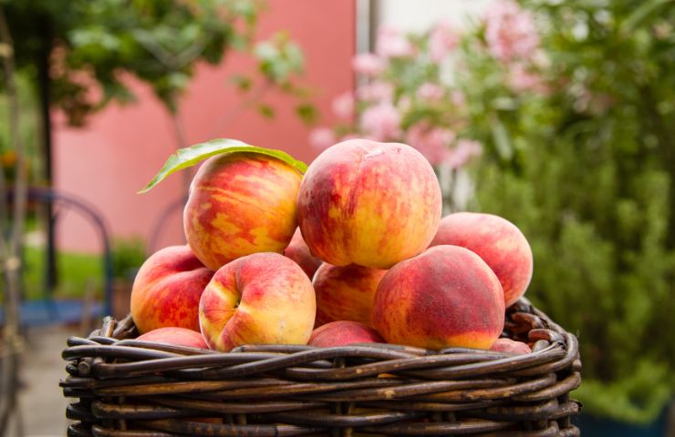 Delle pesche in un cestino