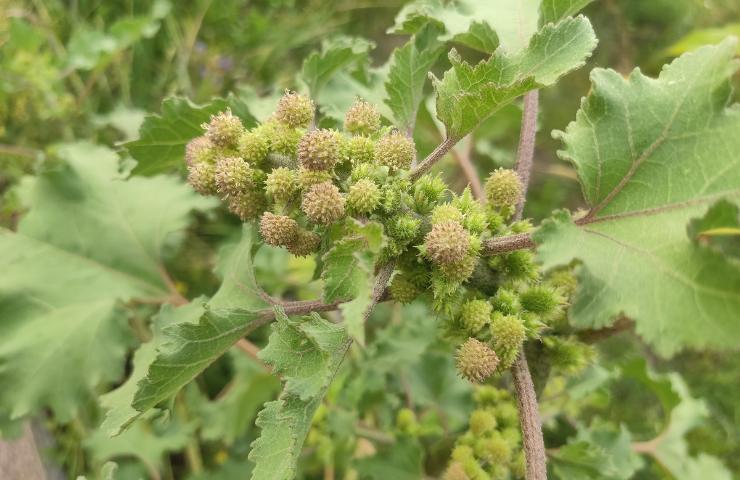 Una pianta di Xanthium orientale o nappola