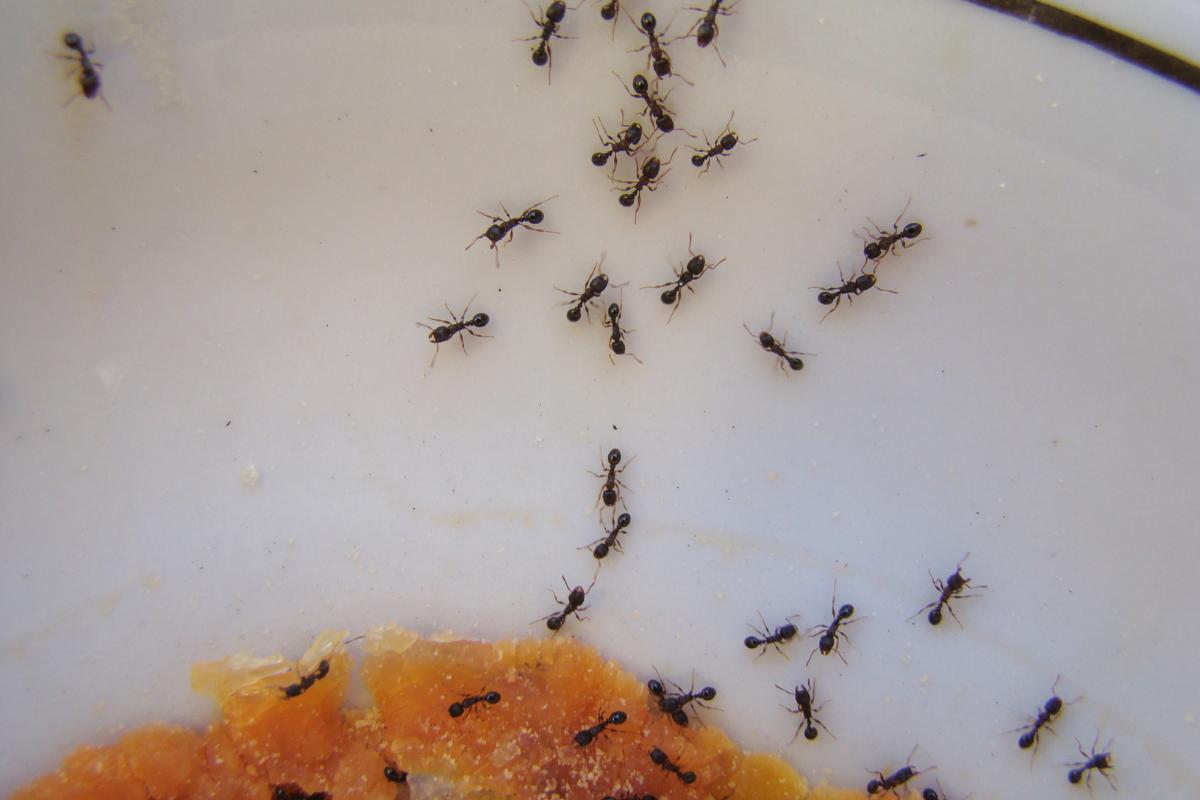 Delle formiche che contaminano del cibo in casa