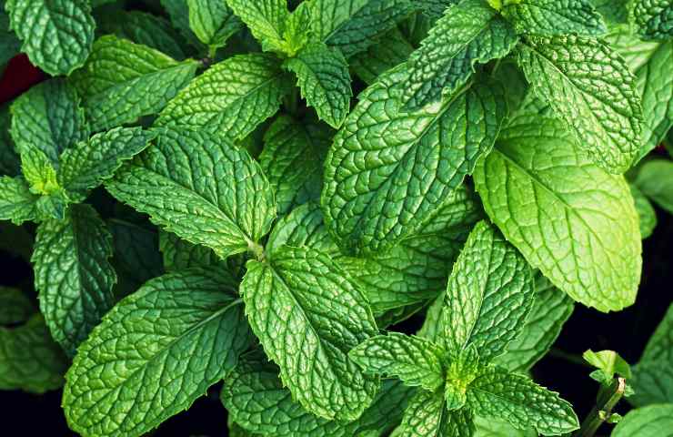 Delle foglie di menta