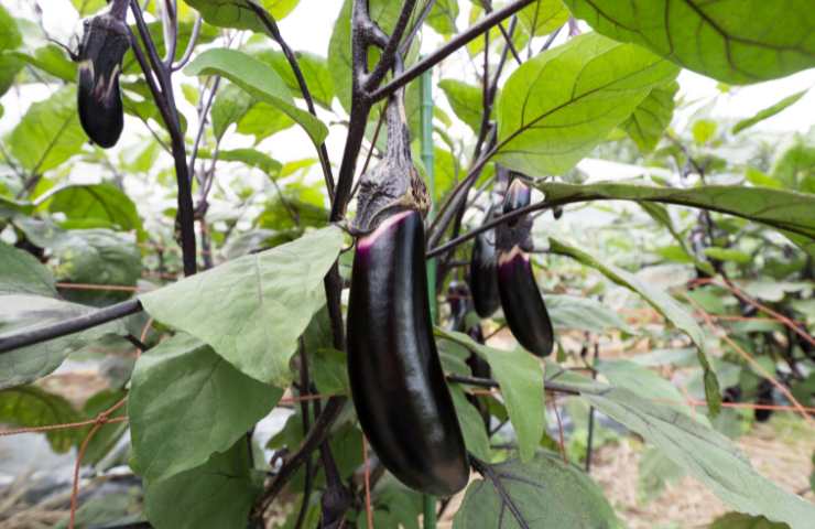 Delle melanzane ancora fresche