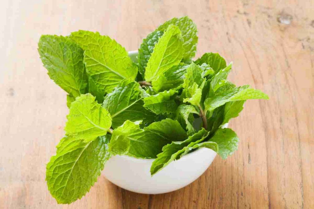 foglie di menta in una ciotola