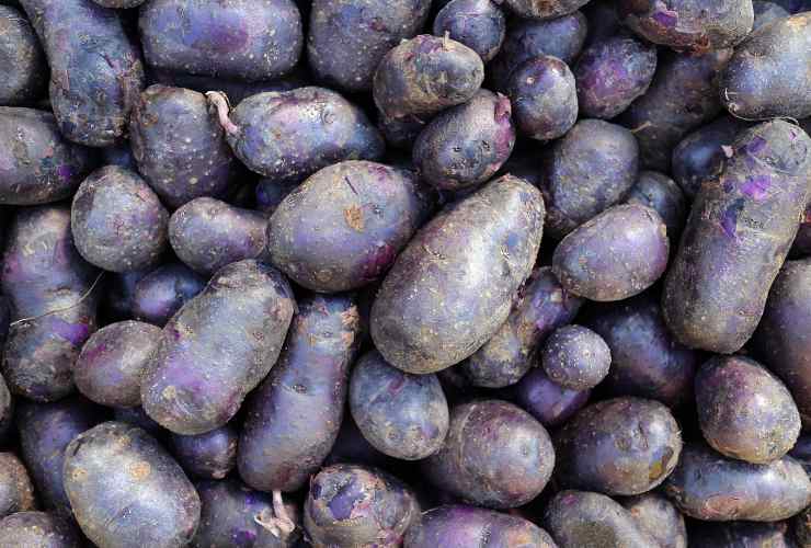 patate viola