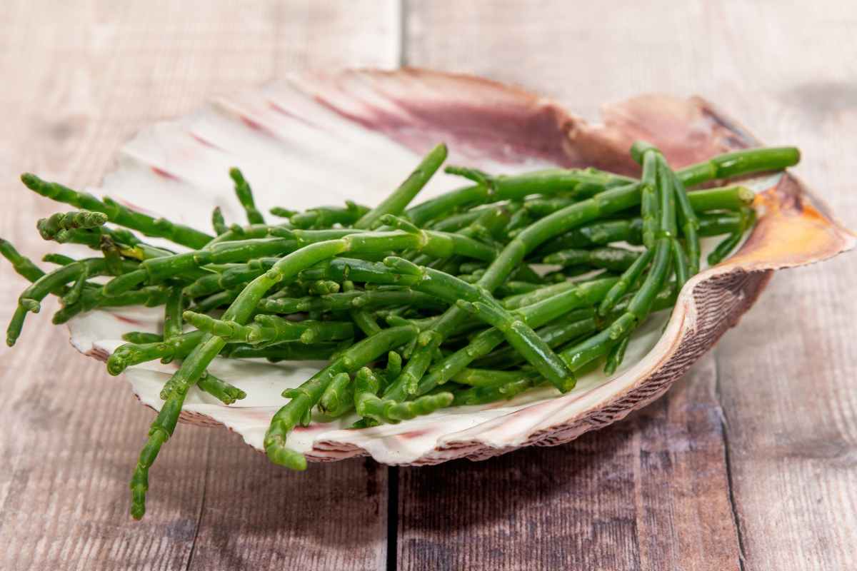 salicornia cruda
