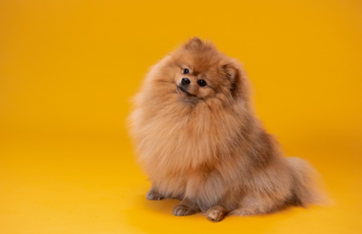 cagnolino razza Pomerania