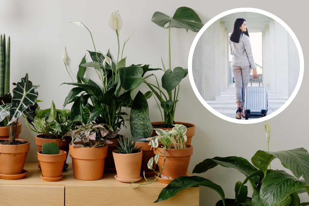 piante in vaso donna con valigia