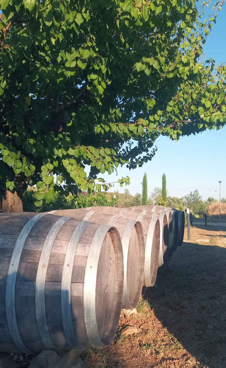 Esterno vigna dell'azienda Gaffino