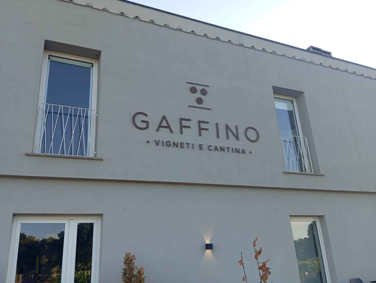 Esterno vigna dell'azienda Gaffino
