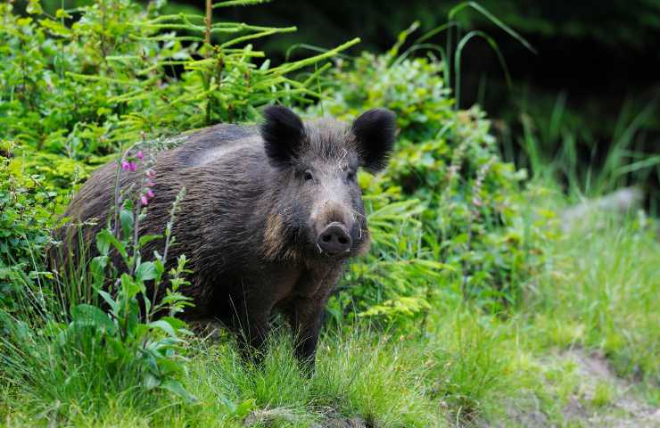 Un cinghiale selvatico in natura