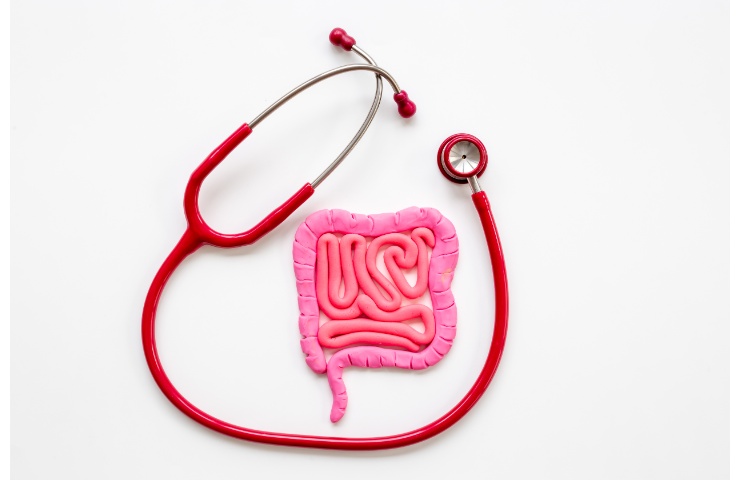 Un modello di intestino ed uno strumento medico