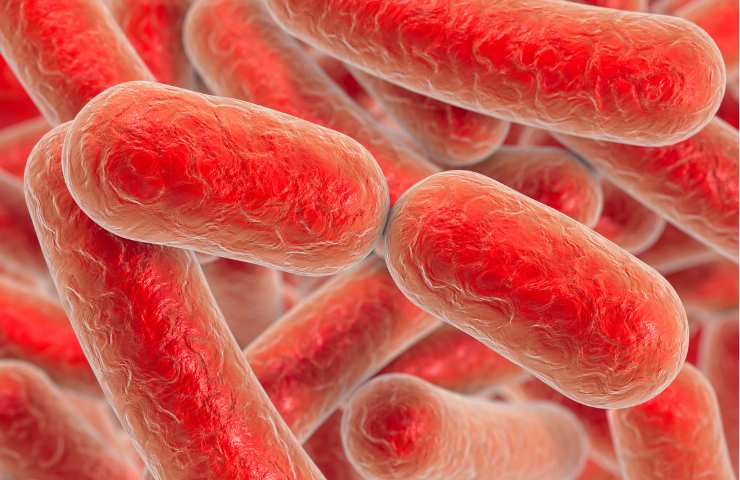 Rappresentazione di batteri della Escherichia coli