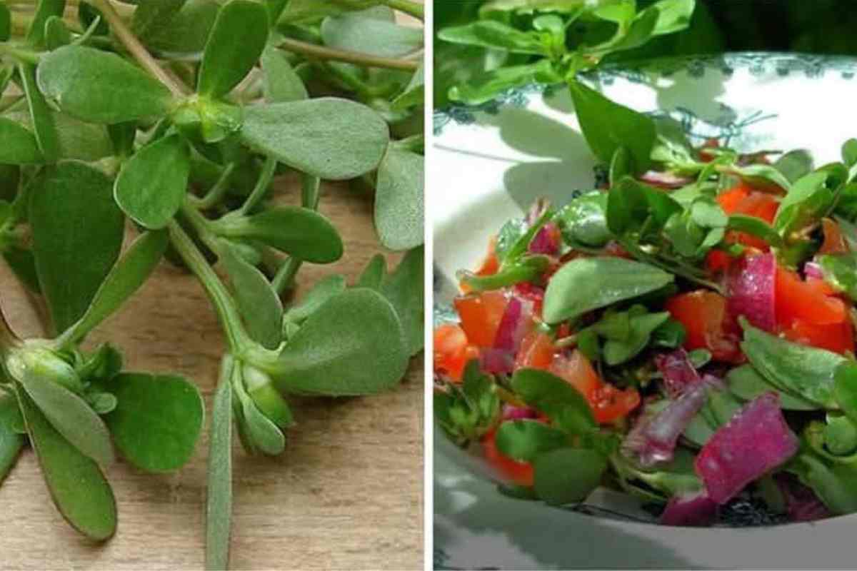 insalata di portulaca in una ciotola