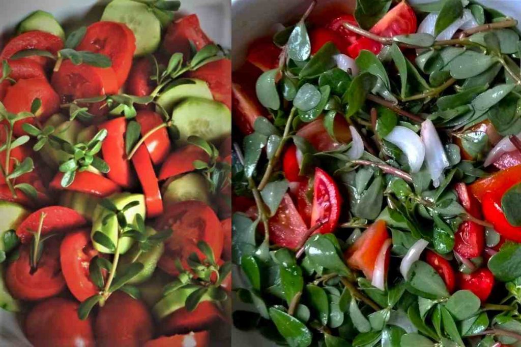 due varianti dell'insalata di portulaca