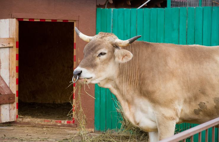 Una mucca in un allevamento