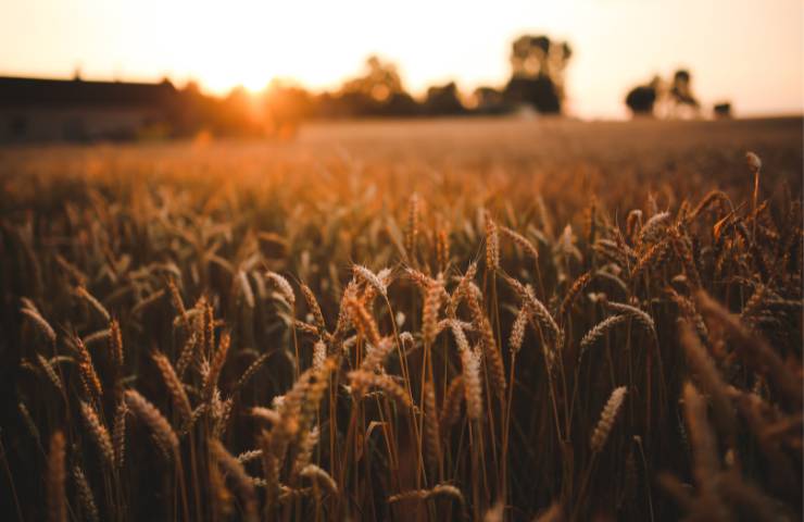 Un campo di grano al tramonto