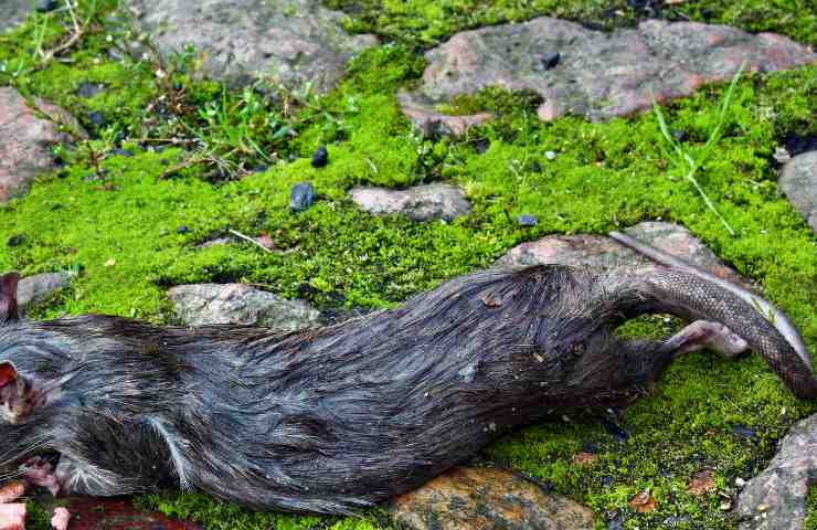La carcassa di un topo morto