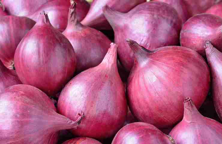 cipolle