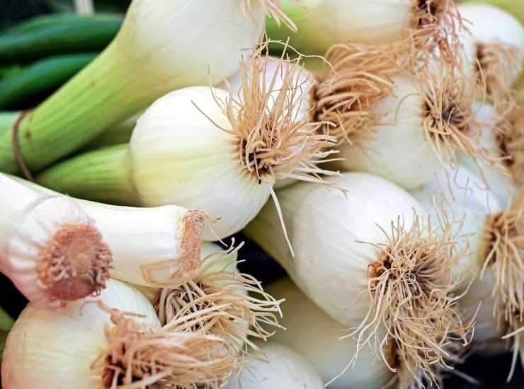 cipollotti