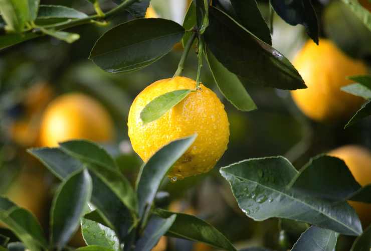 albero di limoni con le foglie
