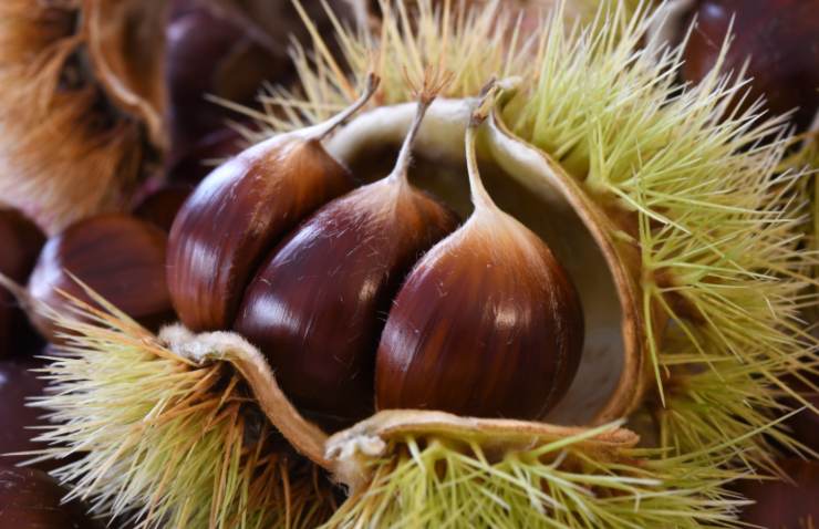 castagne dentro al riccio