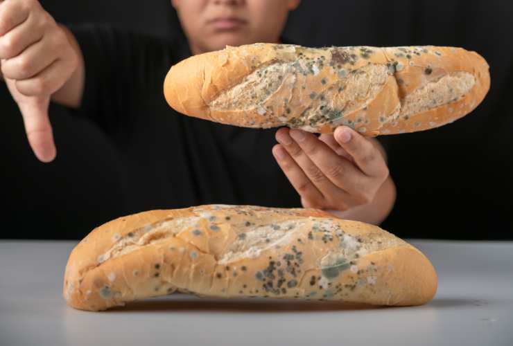 due filoncini di pane ammuffito