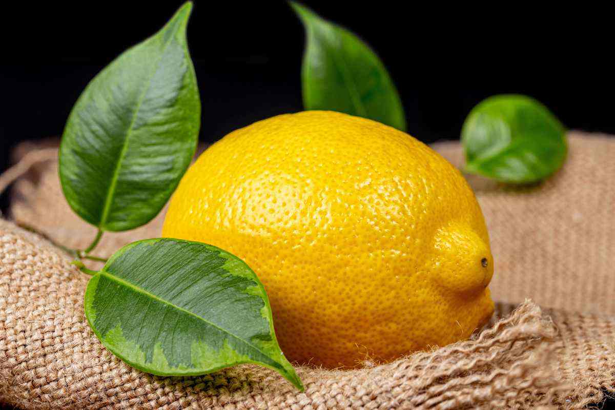 un limone con le foglie